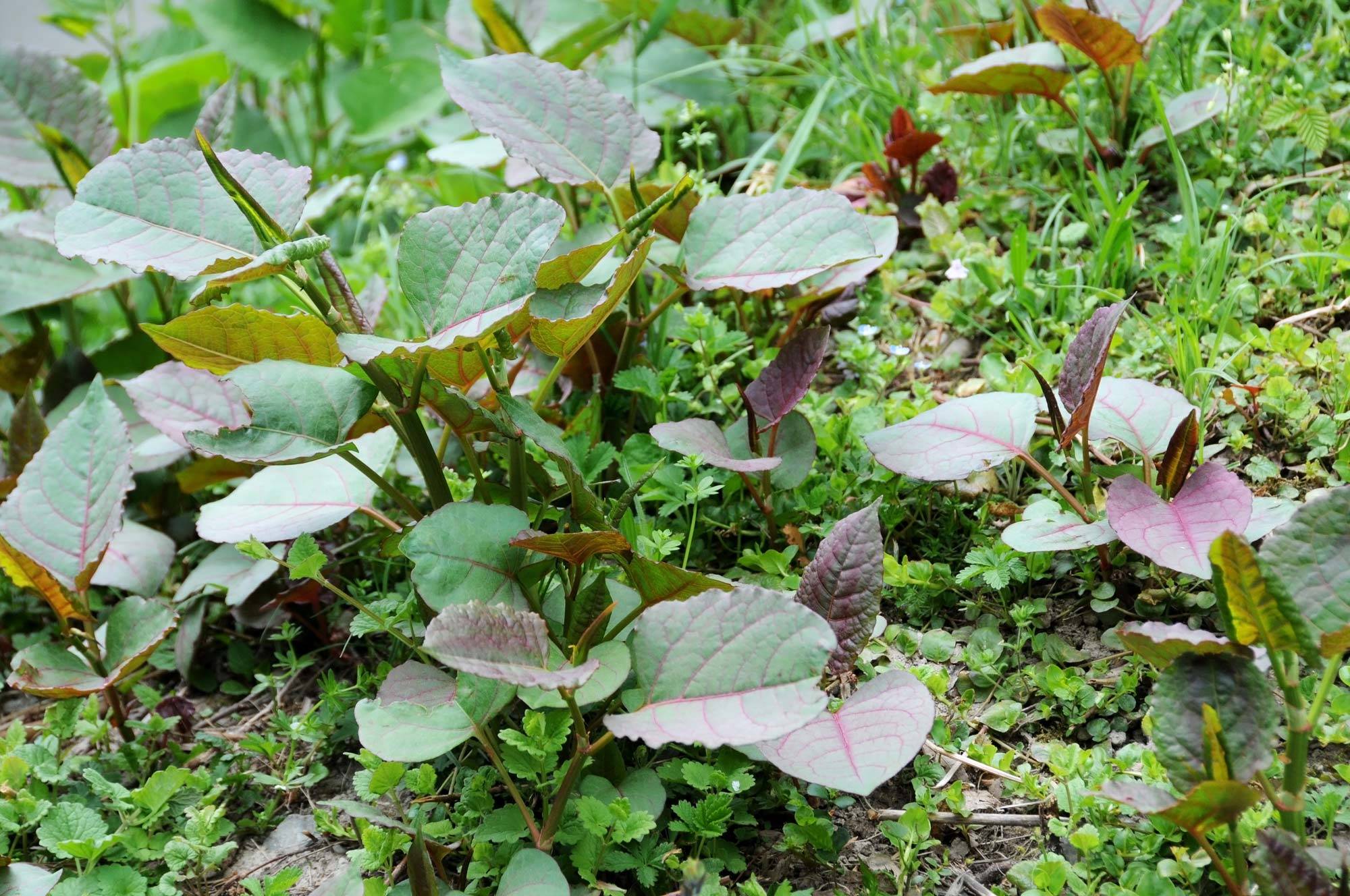 How To Identify Anese Knotweed