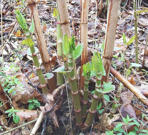Young Japanese knotweed shoots growing amongst old canes