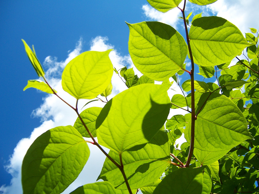 Japanese knotweed leaves in summer are bright green and spade shaped