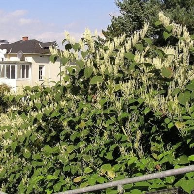 Bought a house with Japanese Knotweed growing in the garden.