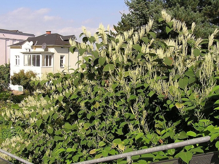 Bought a house with Japanese Knotweed growing in the garden.