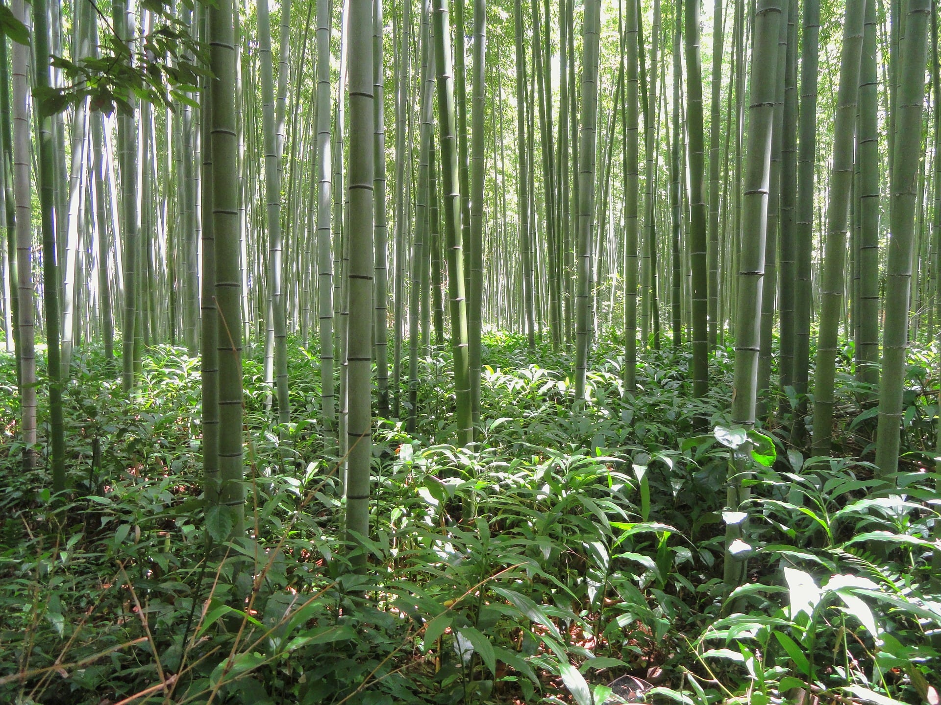 Bamboo growing in native Japan