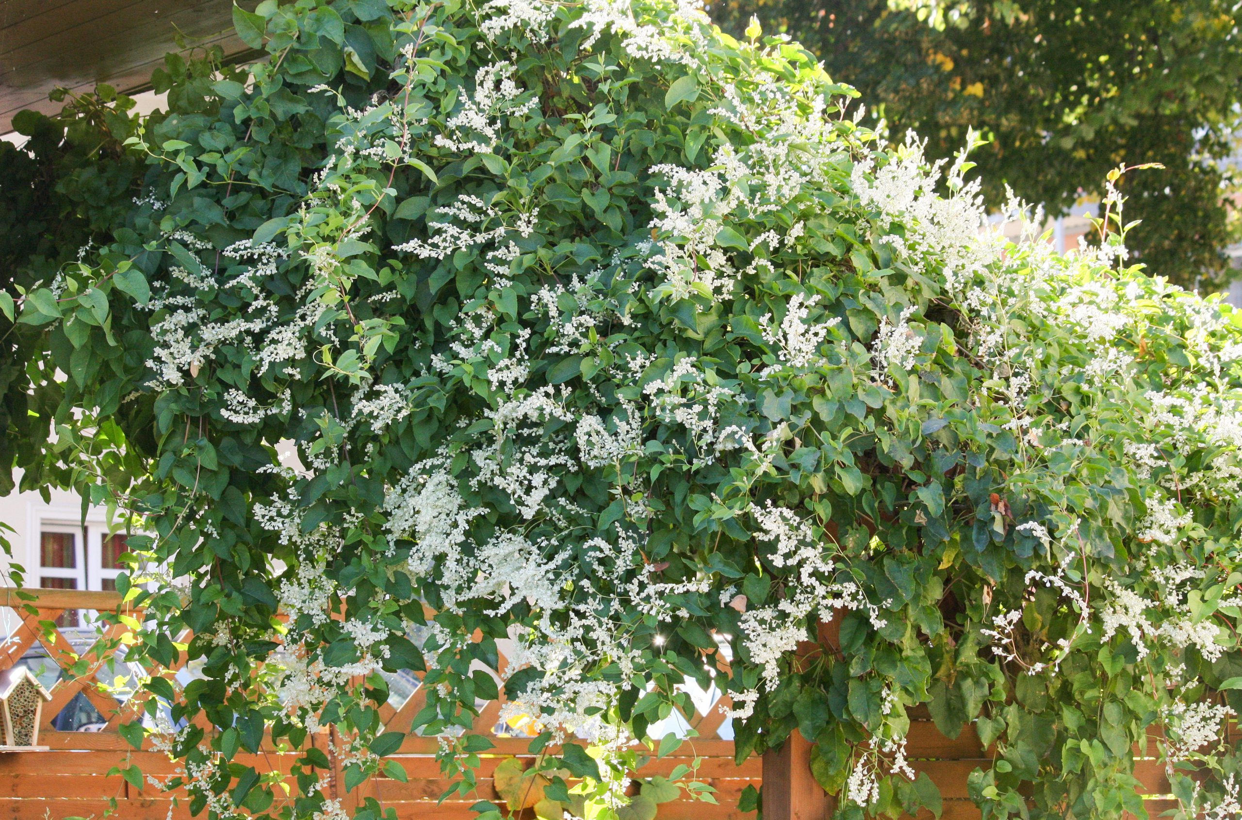 Russian Vine (Fallopia baldschuanica) doesn't grow in a similar fashion, but does have similar cream-white panicles