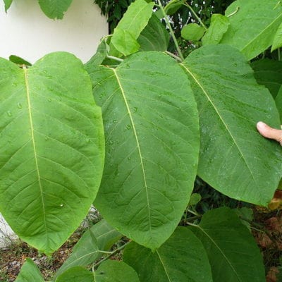 Fallopia sachalinensis or Giant Knotweed leaf