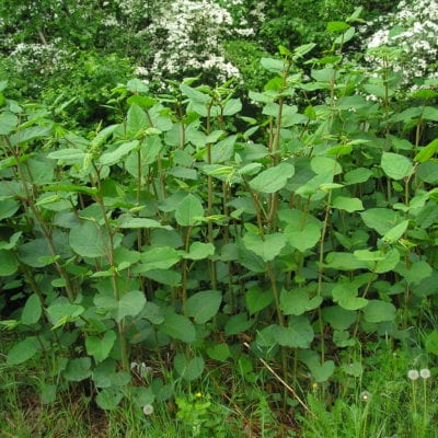 Reynoutrica x bohemica Japanese knotweed hyrbid that commonly mistaken for japanese knotweed