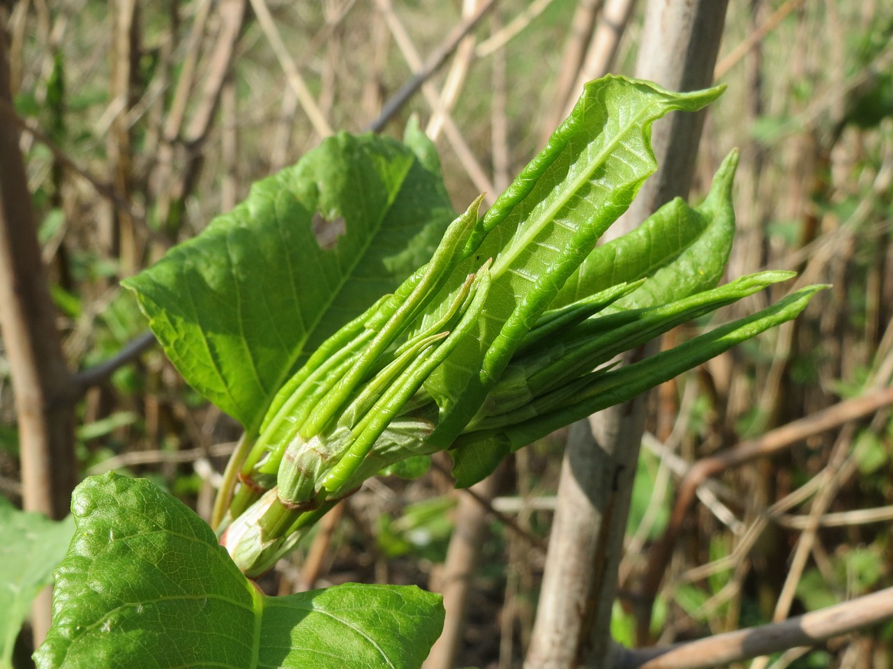 Young Japanese knotweed leaves